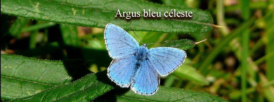 argus bleu