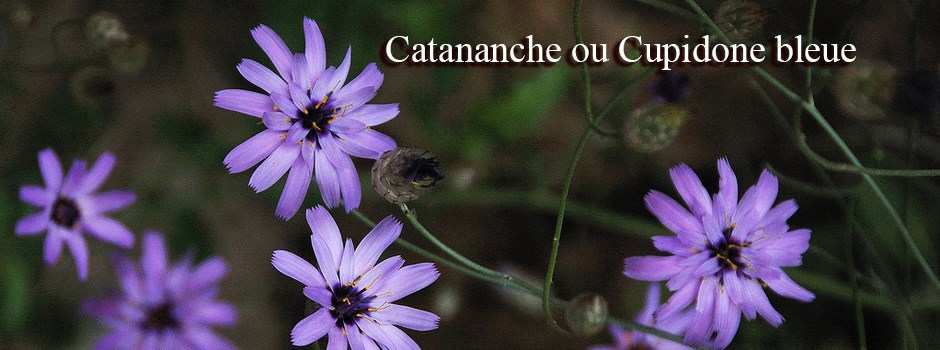 catananche.jpg