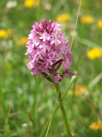 Orchidées marsa