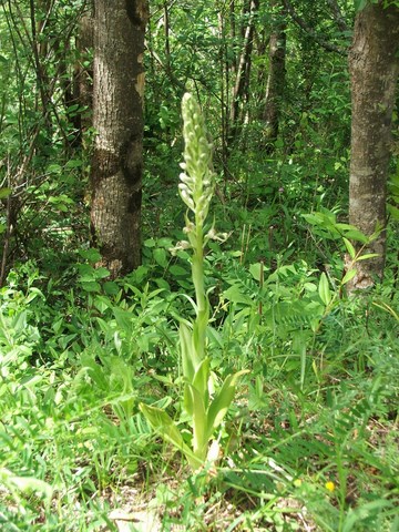 marsa aude orchidée