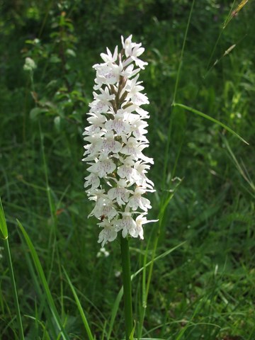 orchidée aude