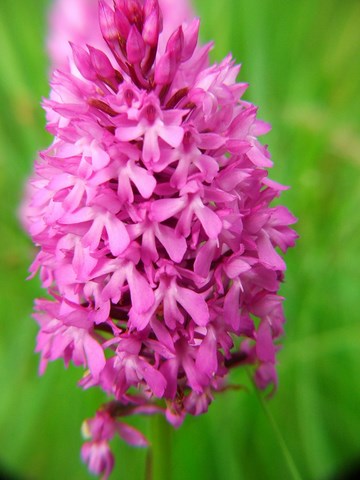 orchidée sauvage aude