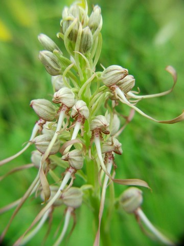 Himantoglossum Hercinium