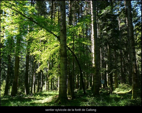 forêt de Callong