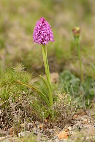 Marsa orchis