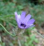 catananche ou cupidone bleue