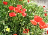 Coquelicots