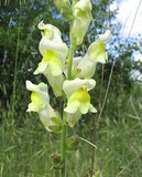 muflier ou gueule de loup